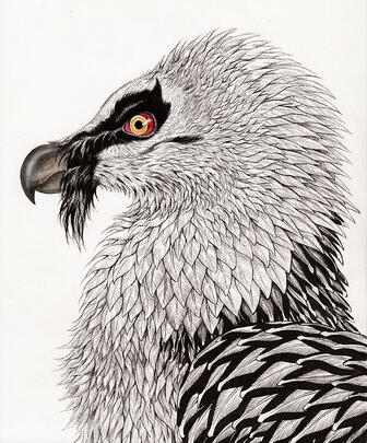 Bearded vulture Bearded vulture